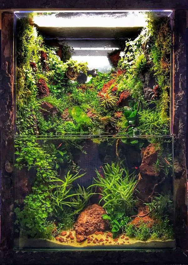 20 Amazing Paludarium Ideas That Must Be Crazy In Your Home In 2020 