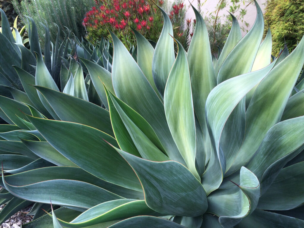 Agave X Blue Flame Blue Flame Agave Helix Water District