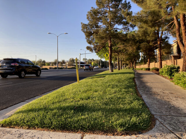 Las Vegas May Gamble On A Ban Of nonfunctional Grass To Save Water 