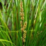 Lomandra Longifolia Breeze Dwarf Mat Rush Helix Water District