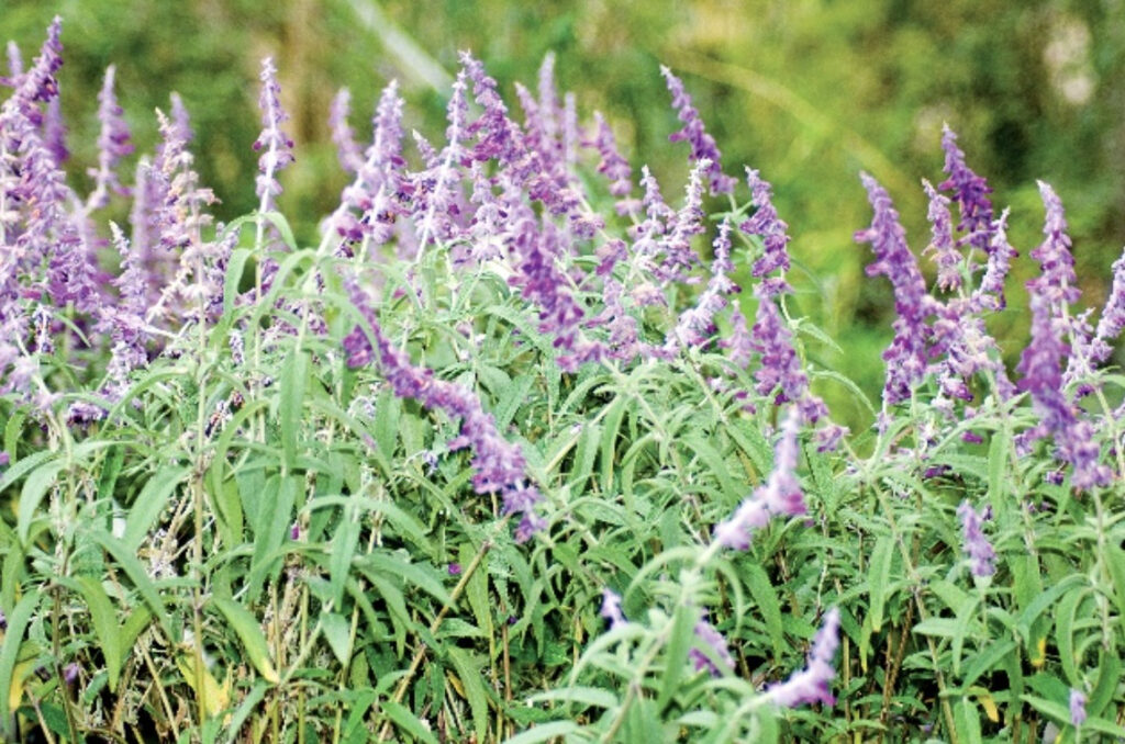 Plant Of The Month Mexican Bush Sage Salvia Leucantha CV Water Counts