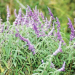 Plant Of The Month Mexican Bush Sage Salvia Leucantha CV Water Counts