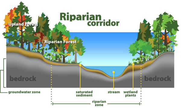 Riparian Corridor Monterey Peninsula Water Management District