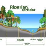 Riparian Corridor Monterey Peninsula Water Management District