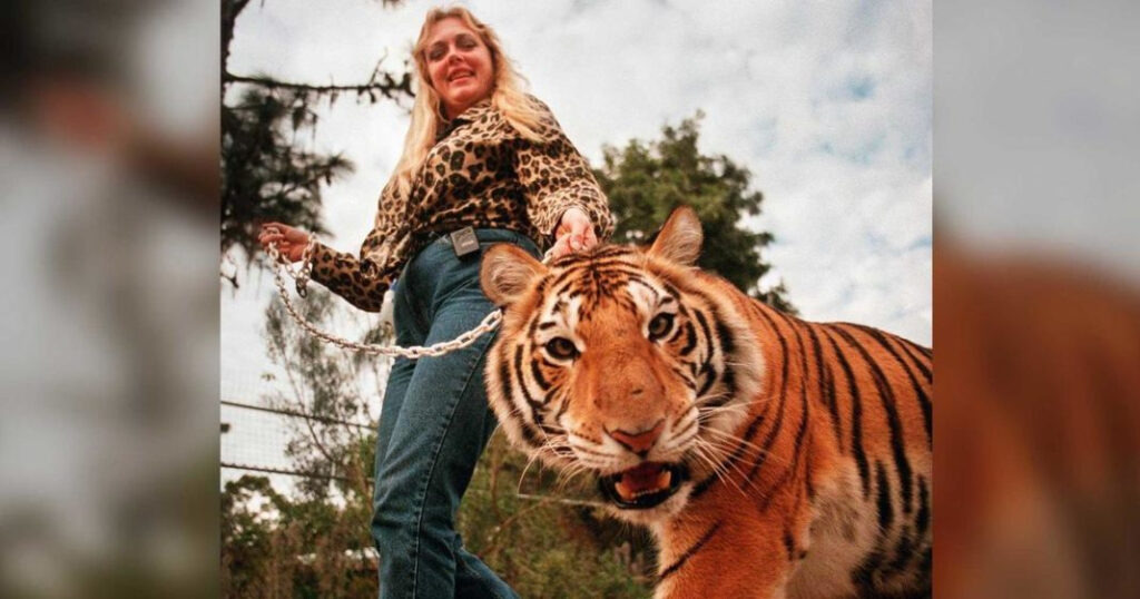 Volunteer Bitten By Tiger At Carole Baskin s Big Cat Rescue