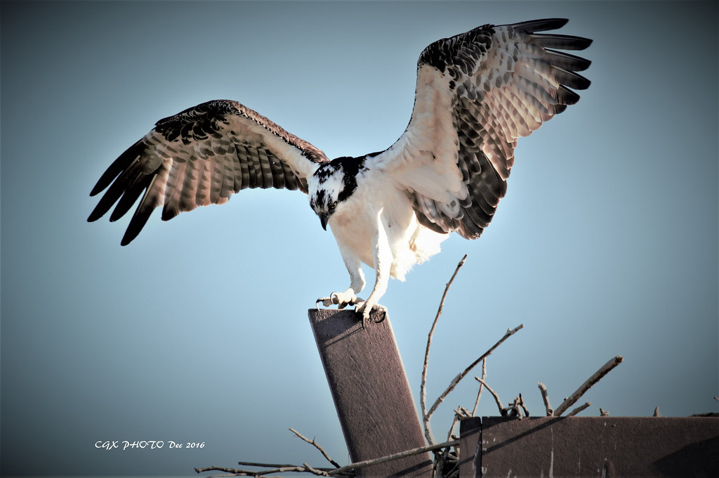 Osprey Irvine Water Management District Chuanguo Xu Flickr