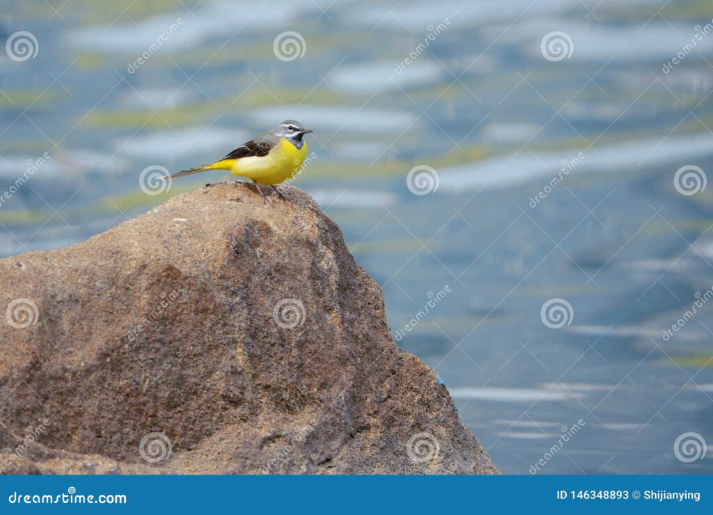 Grey Wagtail Stock Image Image Of Water Benchland 146348893