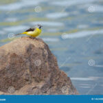 Grey Wagtail Stock Image Image Of Water Benchland 146348893